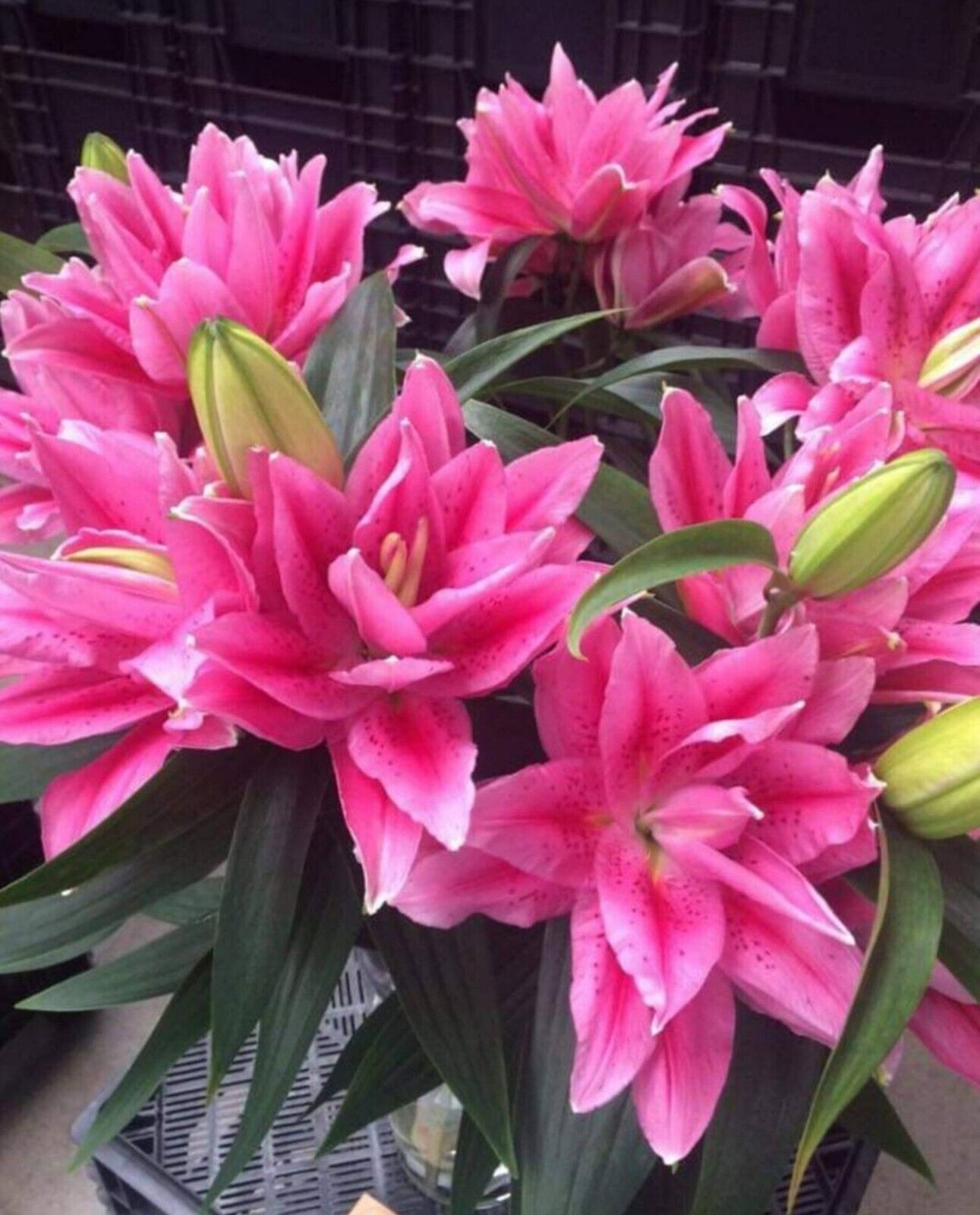 Lily Rose Flower