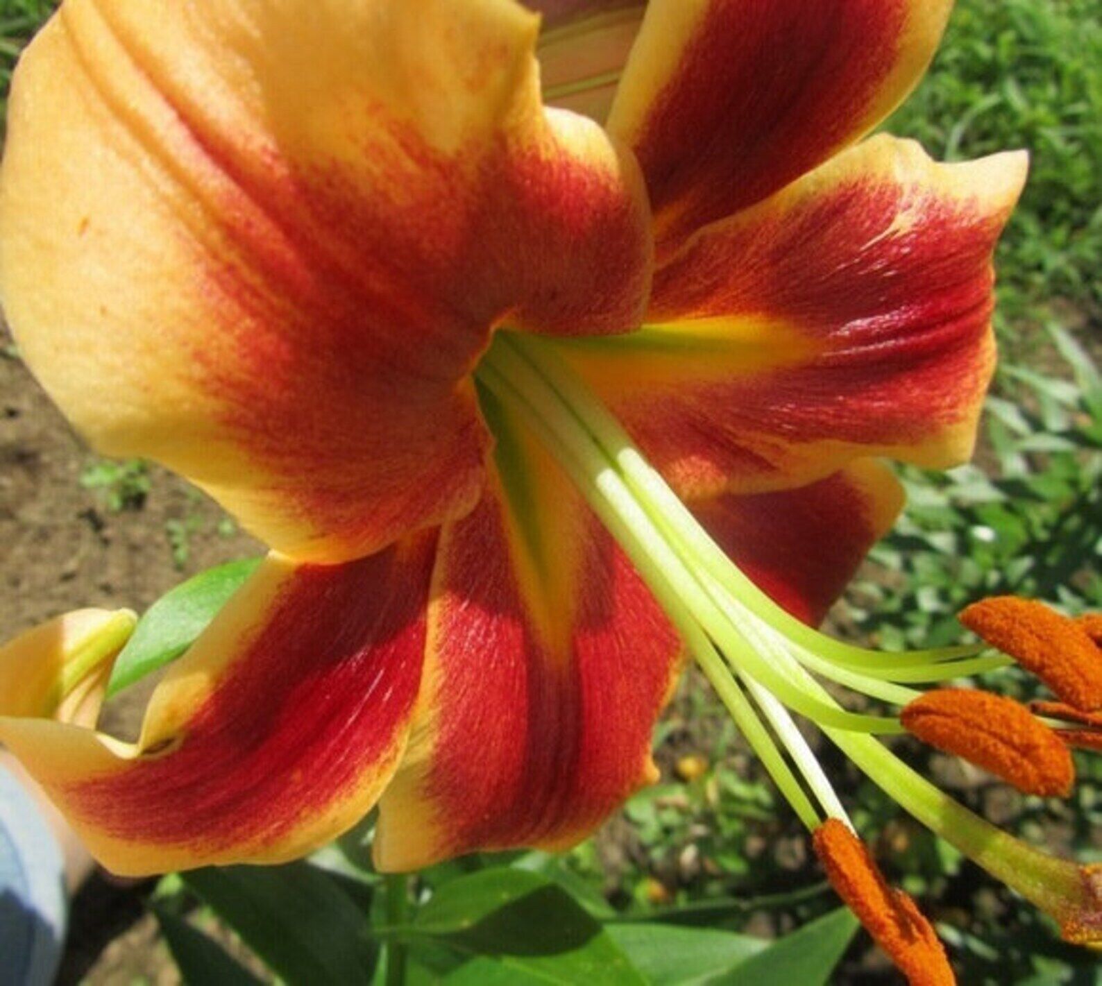 DEBBY TREE LILY FLOWER BULBS HARDY GROWS 4-6FT.TALL FRAGRANT 8" SUMMER BLOOMS!!