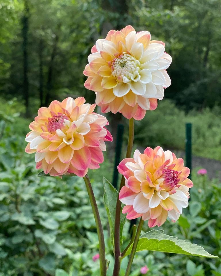 PICK YOUR DAHLIA! - Clumps of Tubers - Cutest Pompon & Ball Types - Pre-order