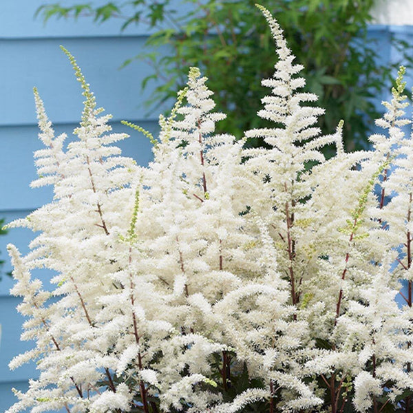 ASTILBE~CAPPUCCINO~HARDY PERENNIAL SHADE PLANT~HEALTHY 2-3 EYE BARE ROOT~