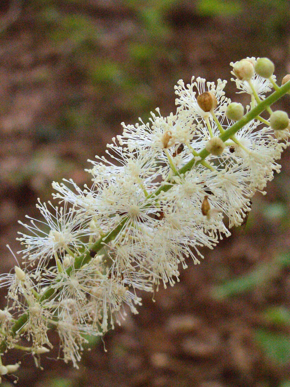 CIMIFUGA~SILVER DANCE~TALL PERENNIAL SHADE PLANT IMPRESSIVE GARDEN FOCAL POINT