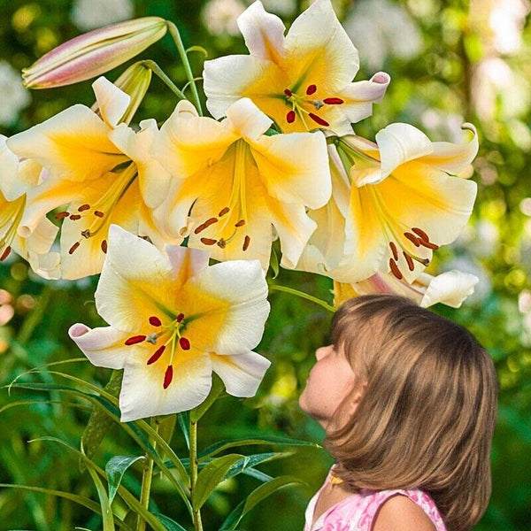 MISS PECULIAR TREE LILY FLOWER BULBS HARDY GROWS 5-7 FEET TALL FRAGRANT BLOOMS!!