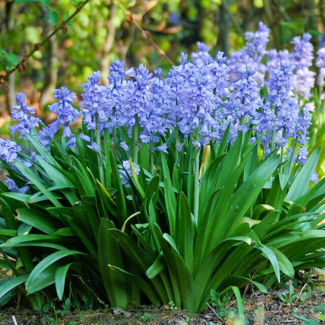 SPANISH BLUEBELL FLOWER BULBS HARDY PERENNIAL SPRING BLOOMS SUN TO PART SHADE!!!