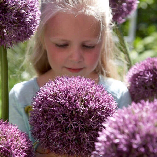ALLIUM~PINBALL WIZARD~FLOWER BULBS HARDY PERENNIAL GIANT PURPLE FLOWERS 2FT TALL
