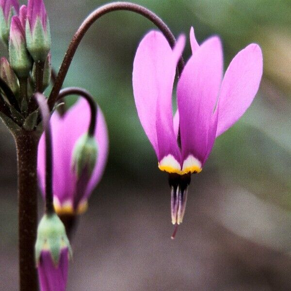 DODECATHEON MEADIA~SHOOTING STAR~HARDY PERENNIAL PLANT WOODLAND GARDEN SHADE