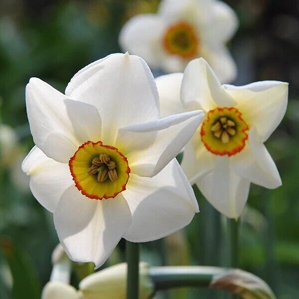 NARCISSUS 'POETICUS RECURVUS' PHEASANT EYE~VERY FRAGRANT~HEIRLOOM DAFFODIL BULBS