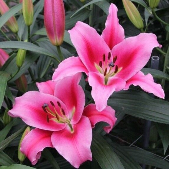 DALIAN TREE LILY FLOWER BULBS HARDY 4-8 FT. TALL GIANT FRAGRANT BLOOMS 16/18cm!!