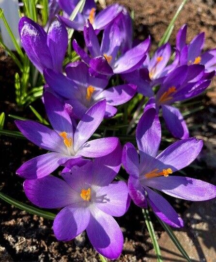 RUBY GIANT~CROCUS~PERENNIAL FLOWER BULBS PLANT NOW FOR EARLY SPRING FLOWERS~EASY