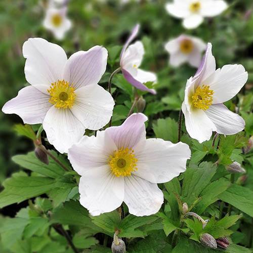 ANEMONE~DAINTY SWAN~JAPANESE WINDFLOWERS~LIVE PLANT~HARDY PERENNIAL~SUMMER BLOOM