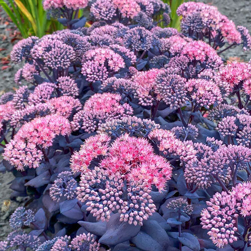 SEDUM~MOJAVE JEWELS SAPPHIRE~PLANT HARDY PERENNIAL SUCCULENT GARDEN BLOOM SUMMER