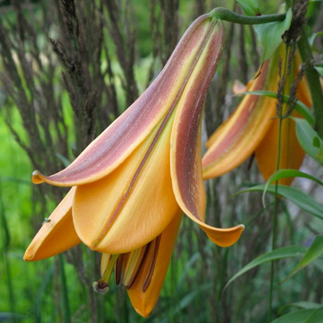 AFRICAN QUEEN TRUMPET LILY FLOWER BULBS HARDY 4-6 FT. TALL GIANT FRAGRANT BLOOMS