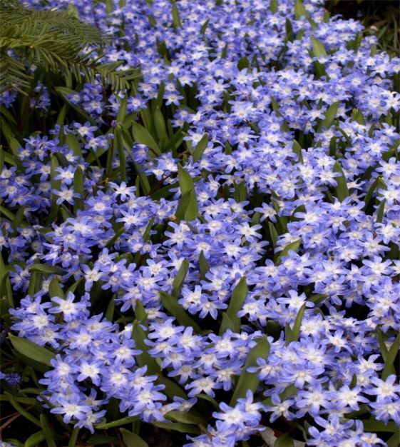 GLORY OF THE SNOW~CHIONODOXA~FLOWER BULBS FOR SHADE PERENNIAL BLUE SPRING FLOWER