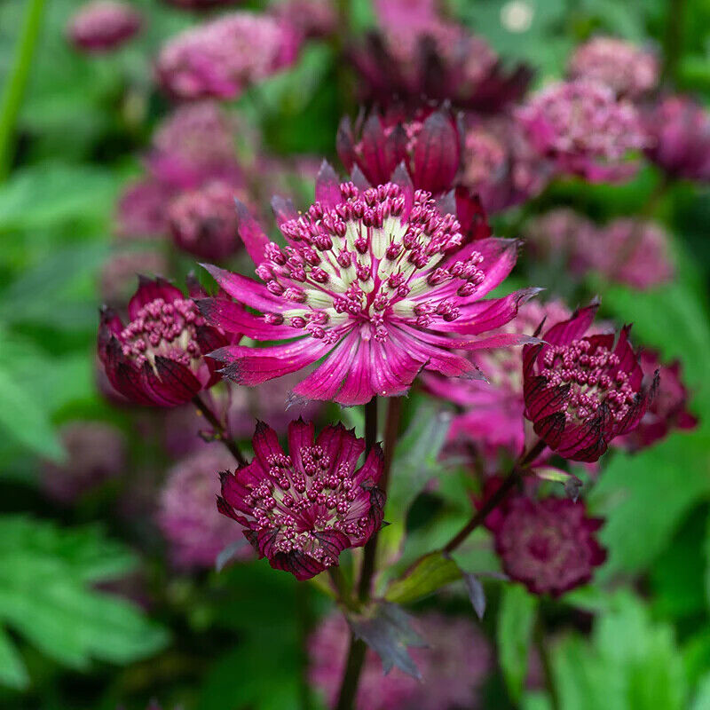 ASTRANTIA~MASTERWORT~STAR OF BILLIONS-OR-STAR OF FIRE~PICK YOUR COLOR OR BOTH!!!