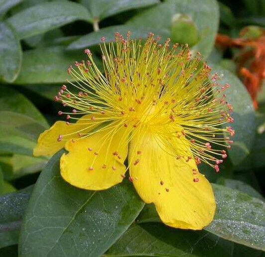 HYPERICUM CALYCINUM~ST. JOHN'S WORT~HARDY PERENNIAL GROUND COVER PLANTS FOR SUN!