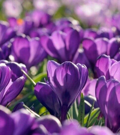GIANT PURPLE~CROCUS~PERENNIAL FLOWER BULBS PLANT NOW FOR EARLY SPRING FLOWERS!!!