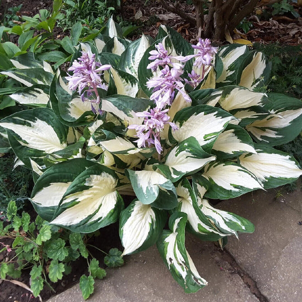 HOSTA~FIRE & ICE~PERENNIAL SHADE PLANT LAVENDER HUMMINGBIRD LILY VARIEGATED LEAF