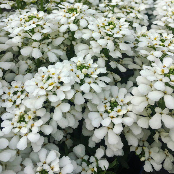 IBERIS SEMPERVIRENS~CANDYTUFT~LIVE GROUND COVER PLANTS BLANKET OF WHITE FLOWERS!