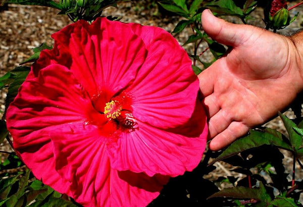 HIBISCUS 'SUMMER IN PARADISE' ROSE MALLOW PLANT 7-8" PINK FLOWERS HARDY ZONE 4-9