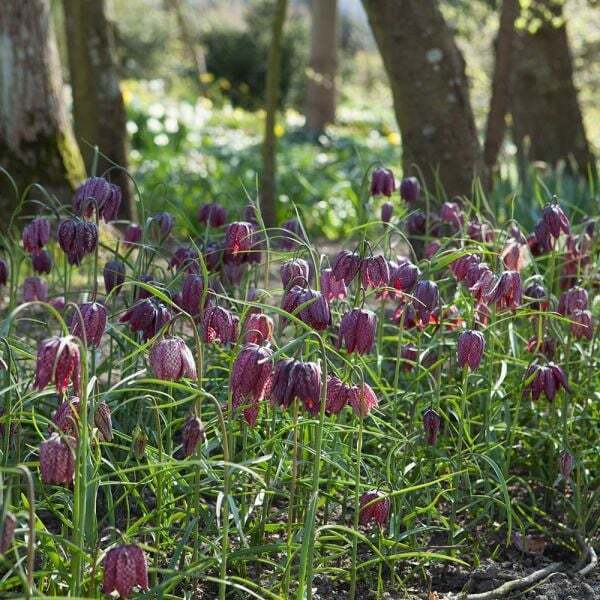 CHECKERED LILY~FRITILLARIA MELEAGRIS~FLOWER BULBS UNUSUAL GARDEN PERENNIAL PLANT