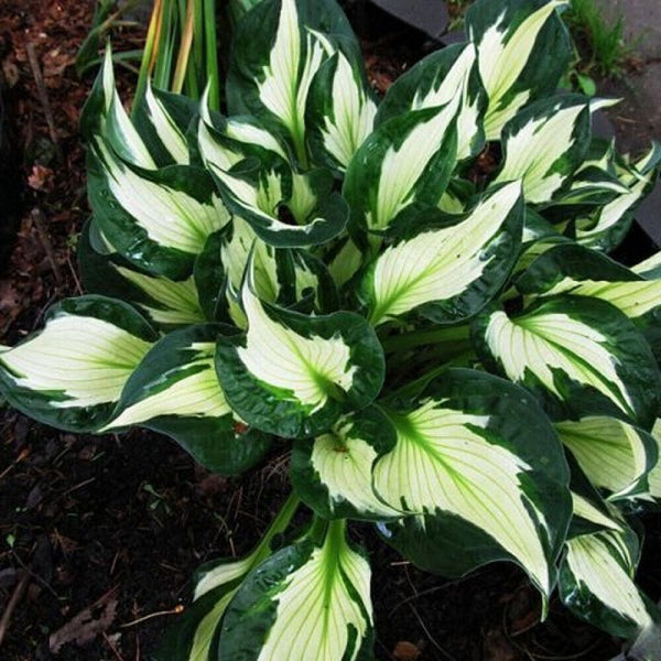 HOSTA~WHIRLWIND~PERENNIAL SHADE PLANT LAVENDER HUMMINGBIRD LILY VARIEGATED LEAF!