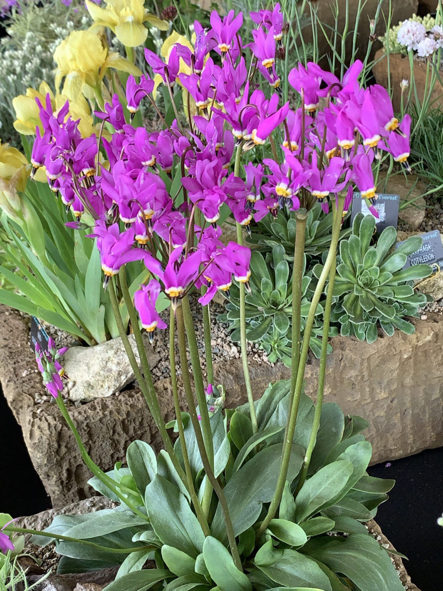 DODECATHEON MEADIA~SHOOTING STAR~HARDY PERENNIAL PLANT WOODLAND GARDEN SHADE