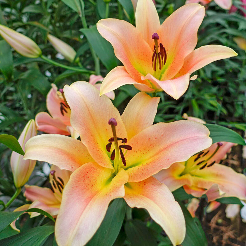 ZELMIRA TREE LILY FLOWER BULBS HARDY 4-8 FT. TALL GIANT FRAGRANT BLOOMS 16/18cm!