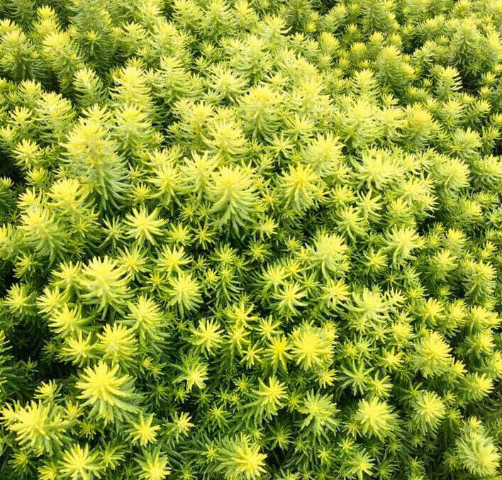SEDUM SUNSPARKLER~ANGELINA'S TEACUP~STONECROP PLANT SUCCULENT MAT GROUND COVER!!