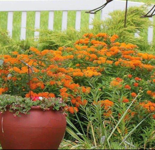 ASCLEPIAS BUTTERFLY MILKWEED PERENNIAL PLANT ORANGE FLOWERS ATTRACT BUTTERFLIES!