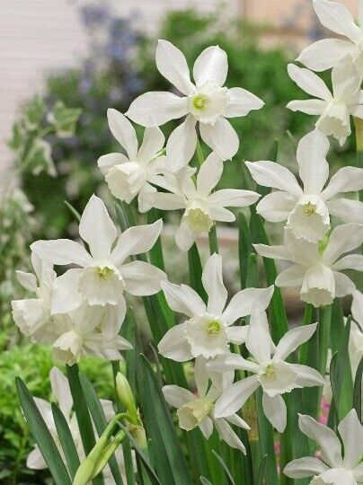 NARCISSUS 'THALIA' HARDY FLOWER BULBS FRAGRANT PETITE DAFFODILS SPRING GARDEN!!!