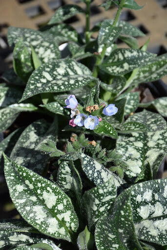 PULMONARIA~TWINKLE TOES~SPECTACULAR FOLIAGE PLANT FOR SHADE~BLUE SPRING FLOWERS!
