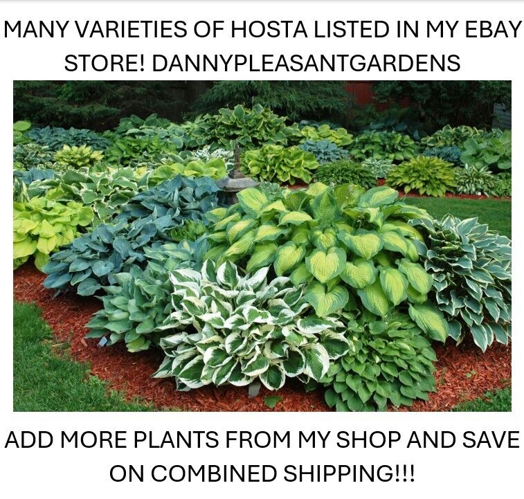 HOSTA~MEDIOVARIEGATA~PERENNIAL SHADE PLANT FOCAL POINT LAVENDER HUMMINGBIRD LILY