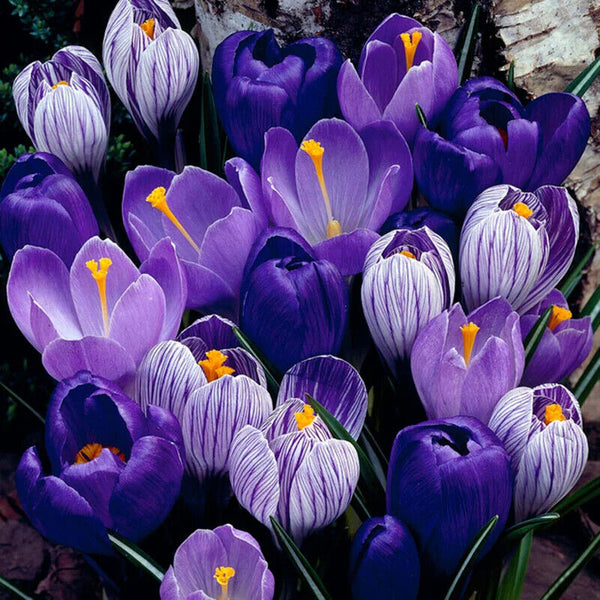 BLUE MOON MIX~GIANT GROCUS~FLOWER BULBS FOR SUNNY GARDEN PERENNIAL SPRING FLOWER