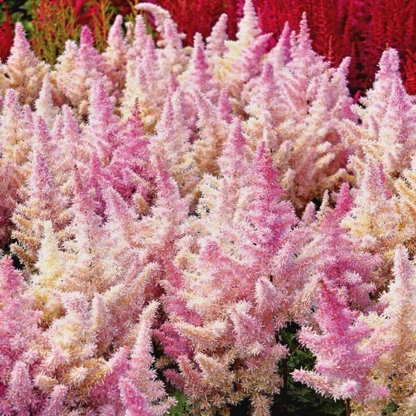 ASTILBE~ICE CREAM~HARDY PERENNIAL SHADE PLANT~HEALTHY 2-3 EYE BARE ROOT~