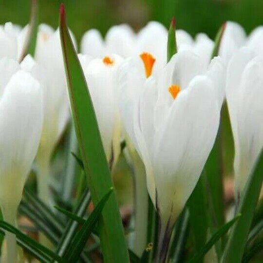 GIANT WHITE~CROCUS~PERENNIAL FLOWER BULBS PLANT NOW FOR EARLY SPRING FLOWERS!!!