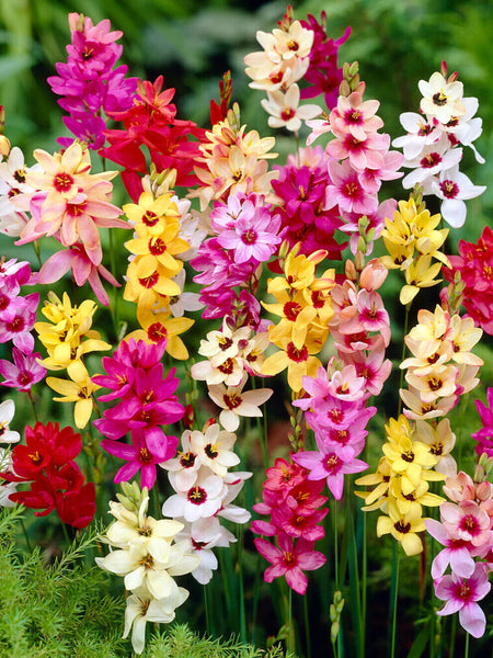 IXIA AFRICAN CORN LILY~MAGIC WAND MIX~FLOWER BULBS~SIMPLE TO GROW~SUN/PART SHADE