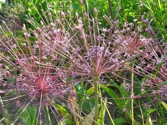 ALLIUM~SCHUBERTII~TUMBLEWEED ONION HARDY PERENNIAL FLOWER BULBS LATE SPRING BLMS