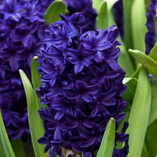 DARK BLUE HYACINTH~AIDA~JUMBO SIZE FLOWER BULBS POWERFULLY FRAGRANT IN SPRING!!!