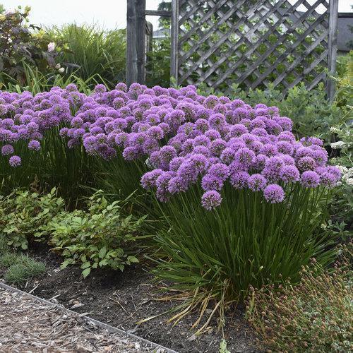ALLIUM~MILLENIUM~LIVE PLANT~LATE-SUMMER TO FALL BLOOMING~HARDY PERENNIAL FLOWERS