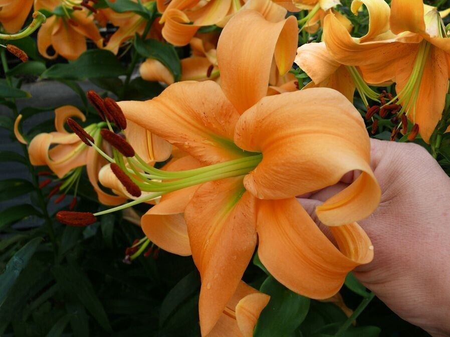 ORANGE SPACE ~TREE LILY~ FLOWER BULBS HARDY 4-8 FT. TALL GIANT FRAGRANT BLOOMS!
