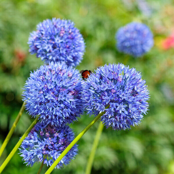 Wild Blue Alliums Flower Bulbs, Plant Now for Spring Blooms Attract Butterflies!
