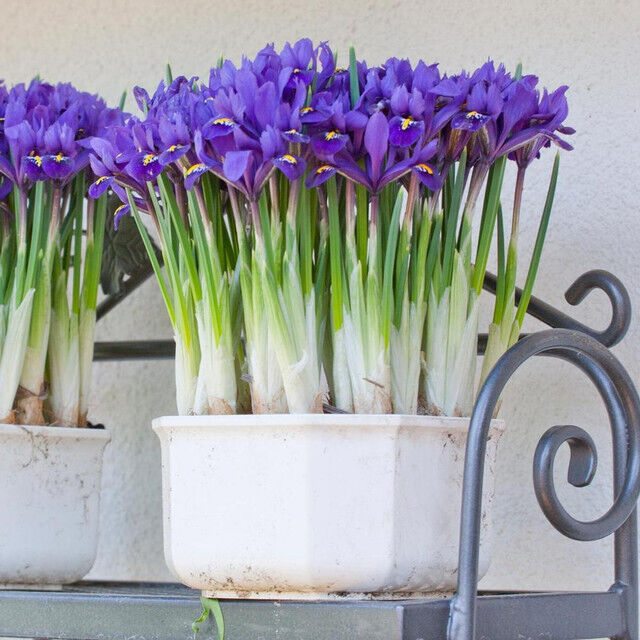 WILD BLUE IRIS~HARMONY~FLOWER BULBS HARDY PERENNIAL EARLIEST OF SPRING BLOOMS!!!