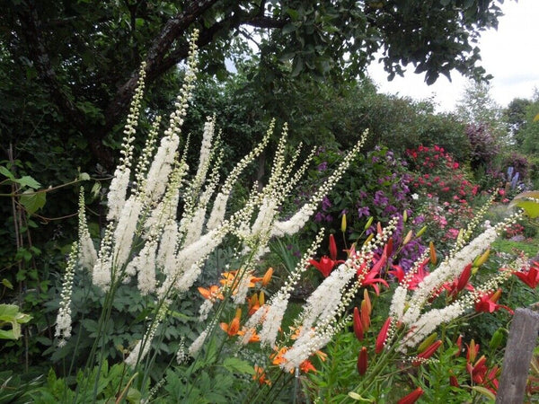 CIMIFUGA~SILVER DANCE~TALL PERENNIAL SHADE PLANT IMPRESSIVE GARDEN FOCAL POINT
