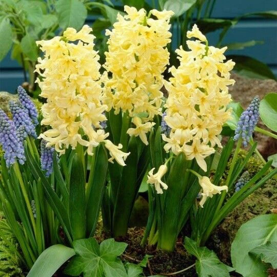 HYACINTH~GYPSY PRINCESS~JUMBO SIZE FLOWER BULBS POWERFULLY FRAGRANT SPRING BLOOM