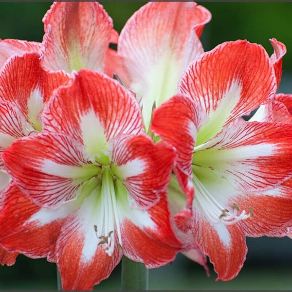 AMARYLLIS 'MINERVA'~28/+CM BULB~INDOOR FLOWERING PLANT; CHERRY-RED & WHITE BLOOM