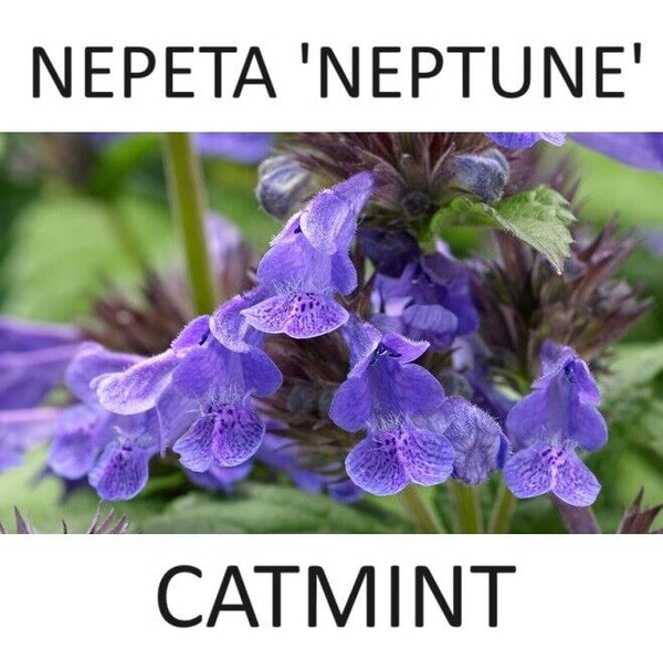 NEPETA KUBANIKA~NEPTUNE~LIVE CATMINT PLANT HARDY PERENNIAL ATTRACTS HUMMINGBIRDS