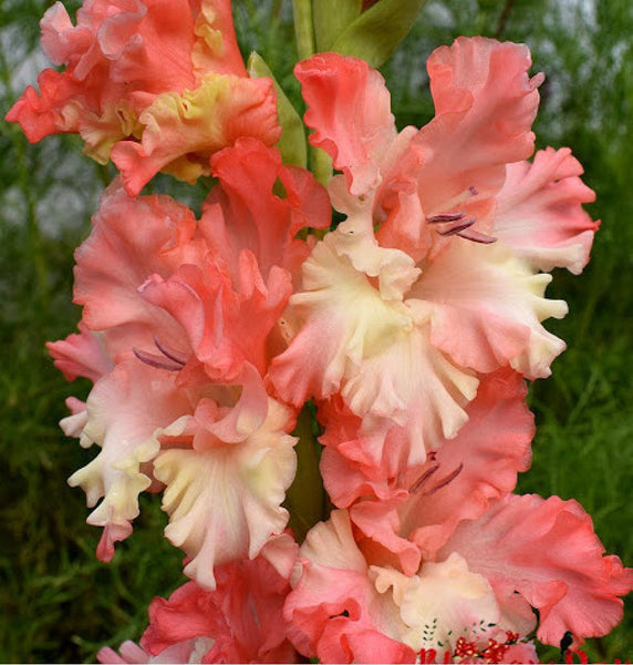 SWORD LILY~FRINGED CORAL LACE~GLADIOLUS FLOWER BULBS~PLANTS GROW UP TO 50" TALL