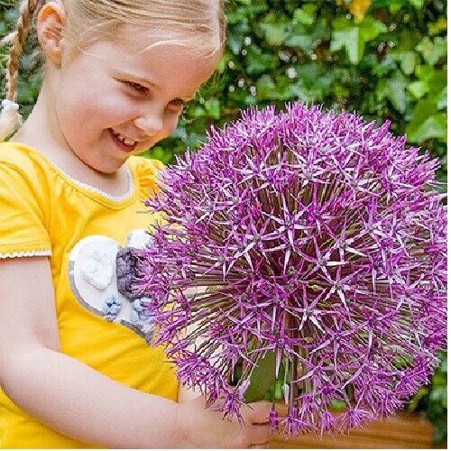 ALLIUM~UNIVERSE~FLOWER BULBS HARDY PERENNIAL~VOLLEYBALL SIZE FLOWERS~2-3FT TALL!
