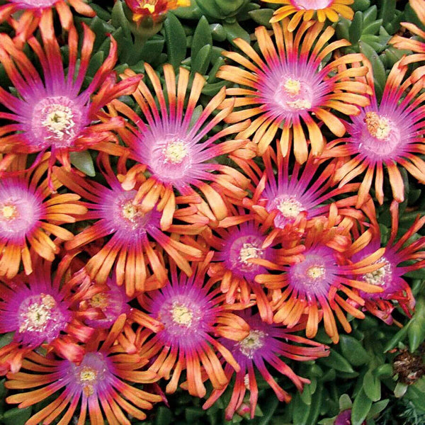 DELOSPERMA~FIRE SPINNER~ICE PLANT HARDY SUCCULENT MAT GROUND COVER PERENNIAL!!!