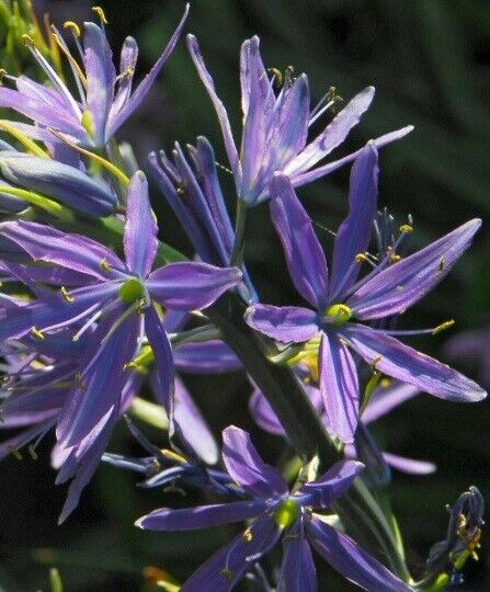 CAMASSIA LEICHTLINII 'ALBA' UNIQUE FLOWER BULBS PLANT NOW FOR SPRING FLOWERS!!!