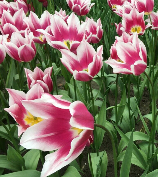CLAUDIA~TULIP BULBS~HARDY PERENNIAL PLANTS *EASY* PLANT NOW FOR SPRING FLOWERS!!